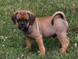 Puggle dogs Ranger - Ad 25