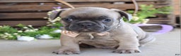 French Bulldog dogs for sale: Max - Ad 1