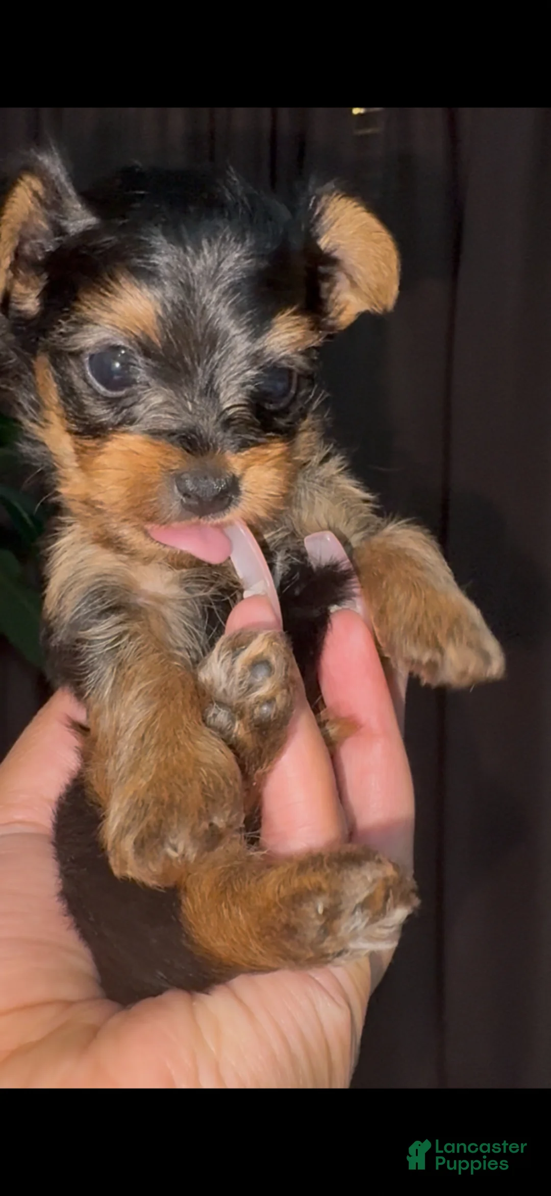 Yorkshire Terrier dogs for sale: Titan - Ad 2