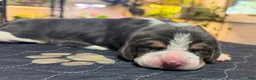Basset Hound dogs for sale: Isabella- purple - Ad 1