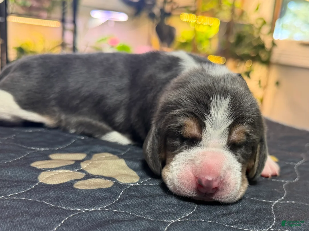 Basset Hound dogs for sale: Isabella- purple - Ad 1