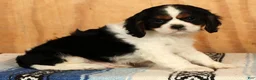 Cavalier King Charles Spaniel dogs for sale: Paul - Ad 5