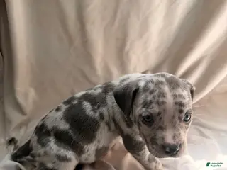 Mixed Breed dogs Mixed Breed Puppy 7 - Ad 7