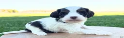Cavapoo dogs for sale: Caden - Ad 3