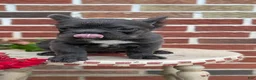 French Bulldog dogs for sale: Eden - Ad 5