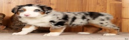 Australian Shepherd dogs for sale: Sparky - Ad 3