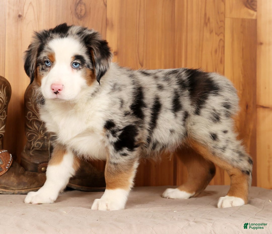 Australian Shepherd dogs for sale: Sparky - Ad 3
