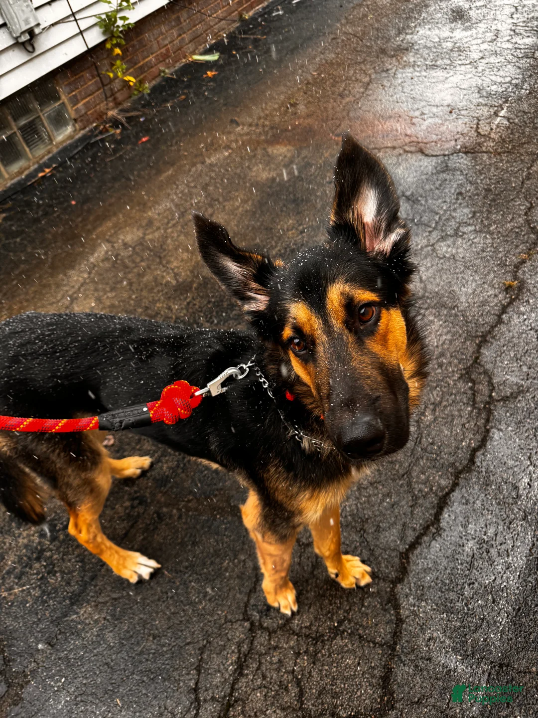 Mixed Breed dogs for sale: Knox - Ad 2