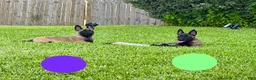 Belgian Malinois dogs for sale: Belgian Malinois 4 - Ad 3