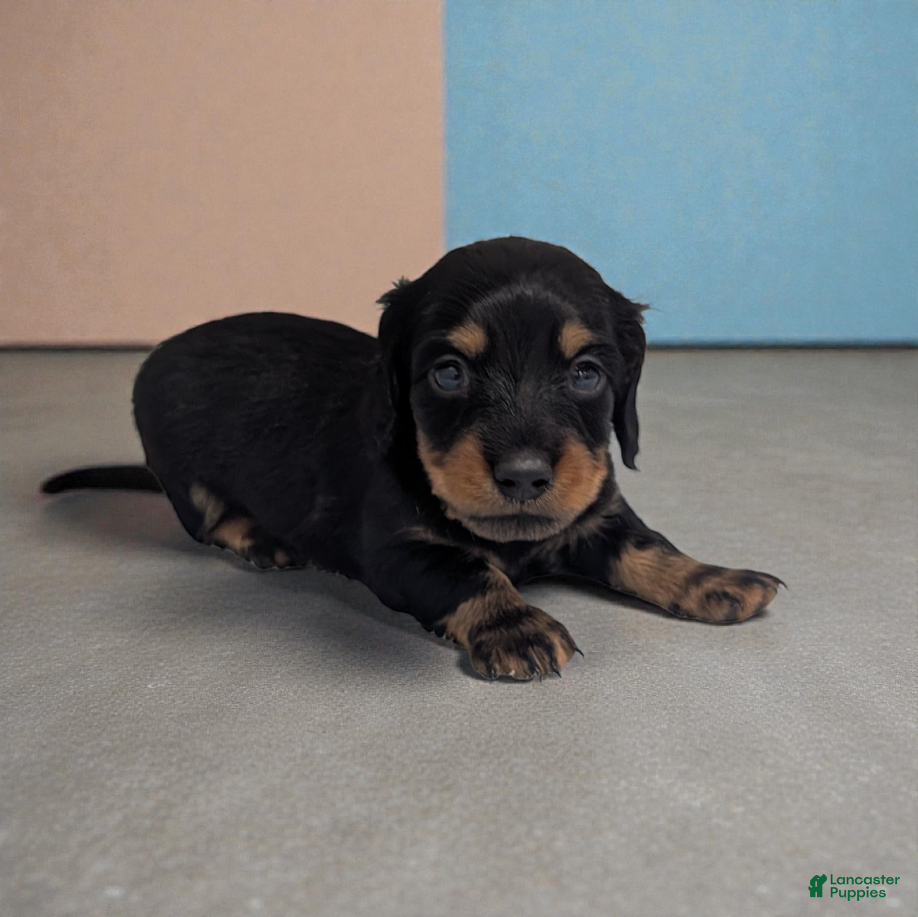 Miniature Dachshund dogs Porter - Ad 2