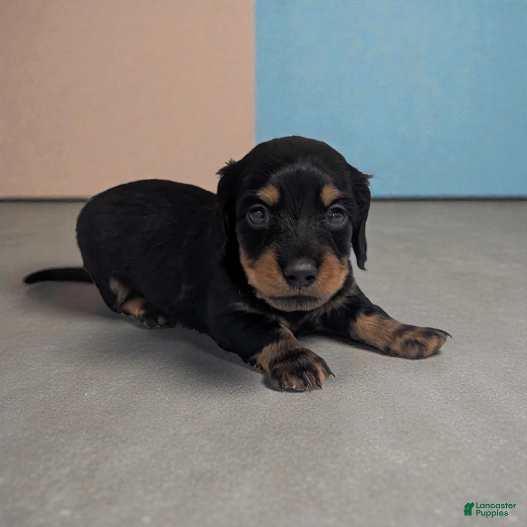 Miniature Dachshund dogs for sale: Porter - Ad 2