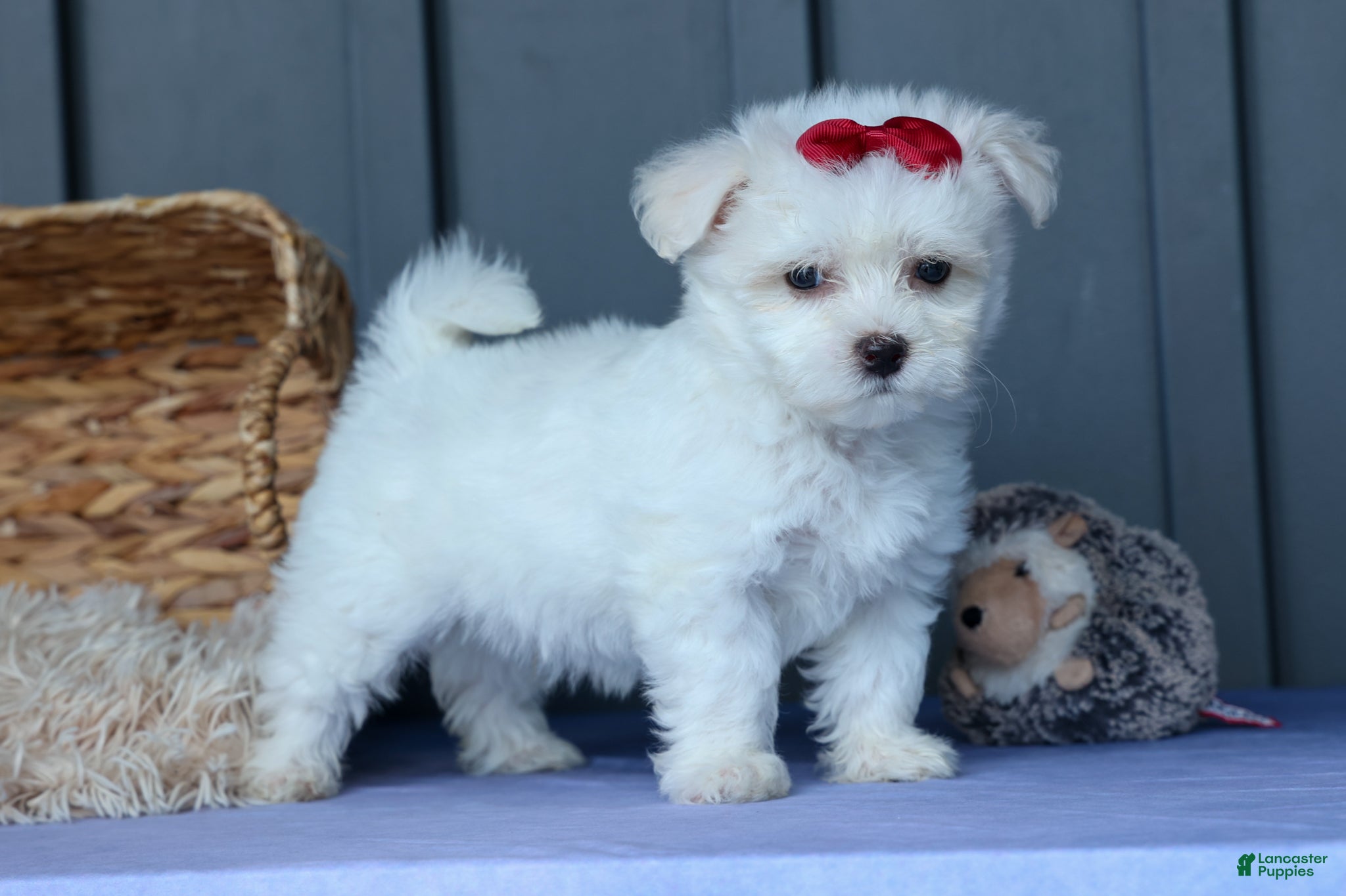 Maltese dogs OSCAR - Ad 1