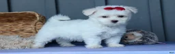 Maltese dogs for sale: OSCAR - Ad 1