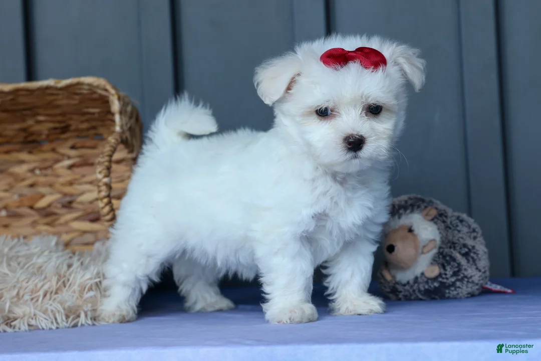 Maltese dogs for sale: OSCAR - Ad 1
