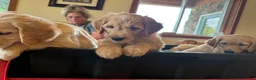 Goldendoodle dogs for sale: Orange Collar Boy - Ad 2