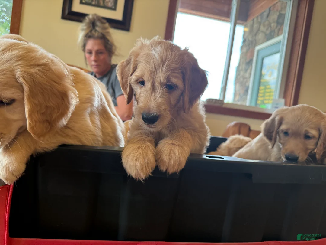Goldendoodle dogs for sale: Orange Collar Boy - Ad 2