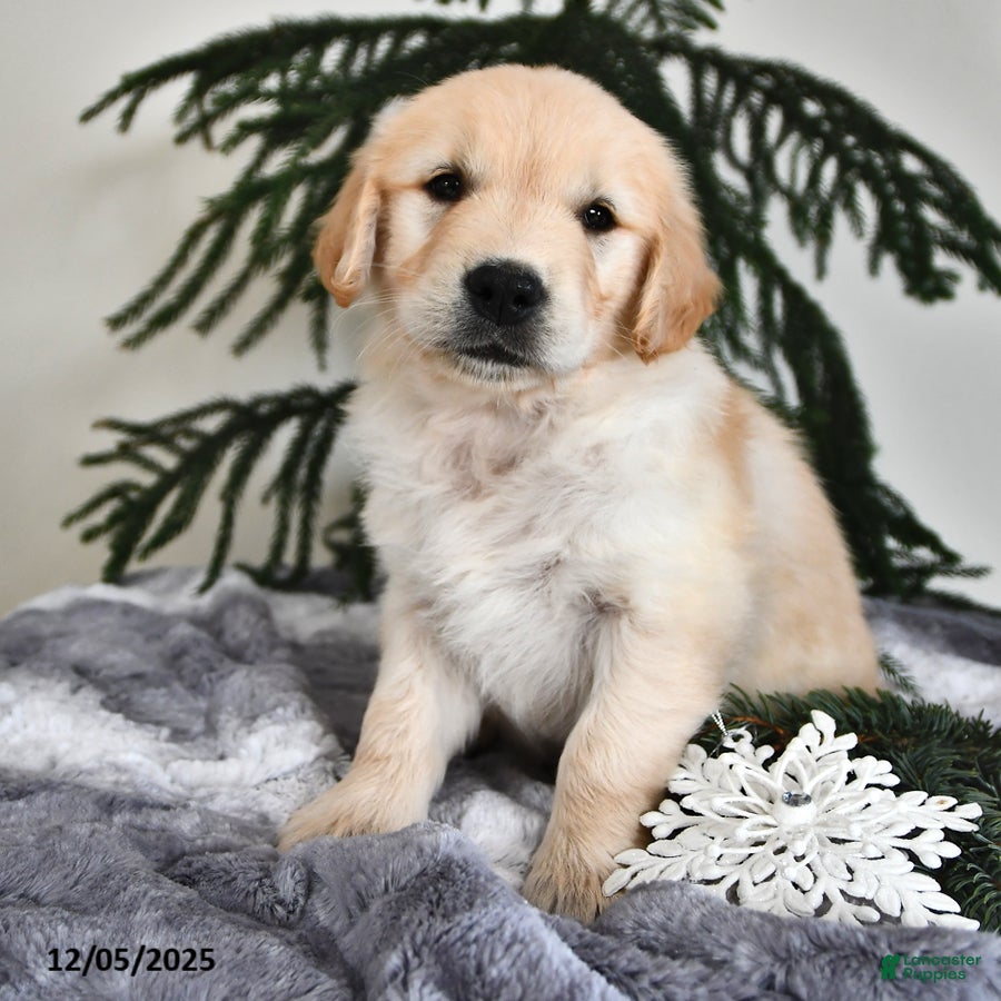 Golden Retriever dogs Wesley - Ad 4