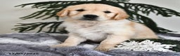Golden Retriever dogs for sale: Wesley - Ad 1