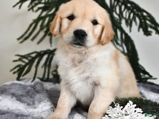 Golden Retriever dogs Wesley - Ad 8