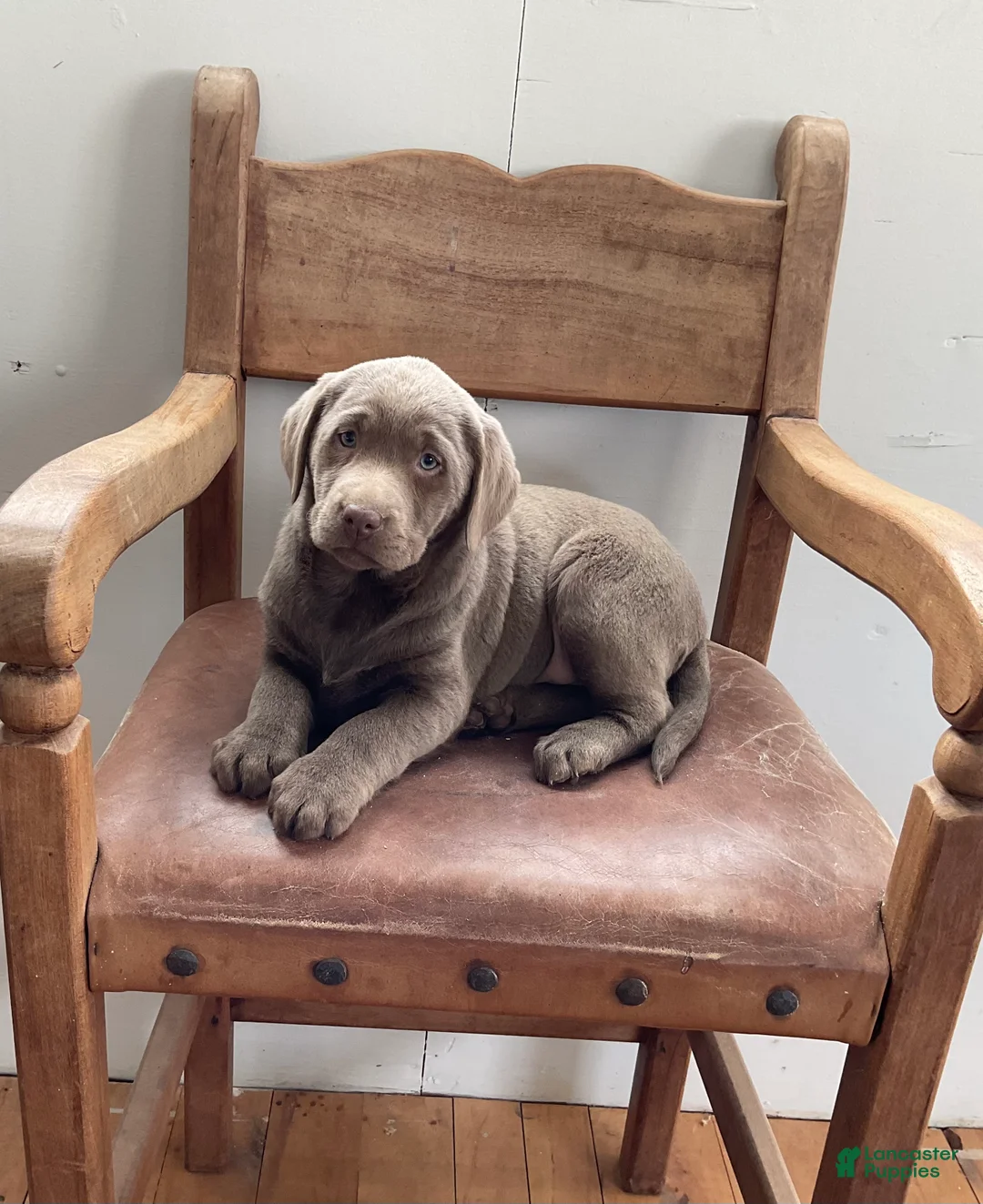 Labrador Retriever dogs for sale: Bella - Ad 1