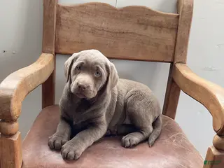 Labrador Retriever dogs Bella - Ad 20