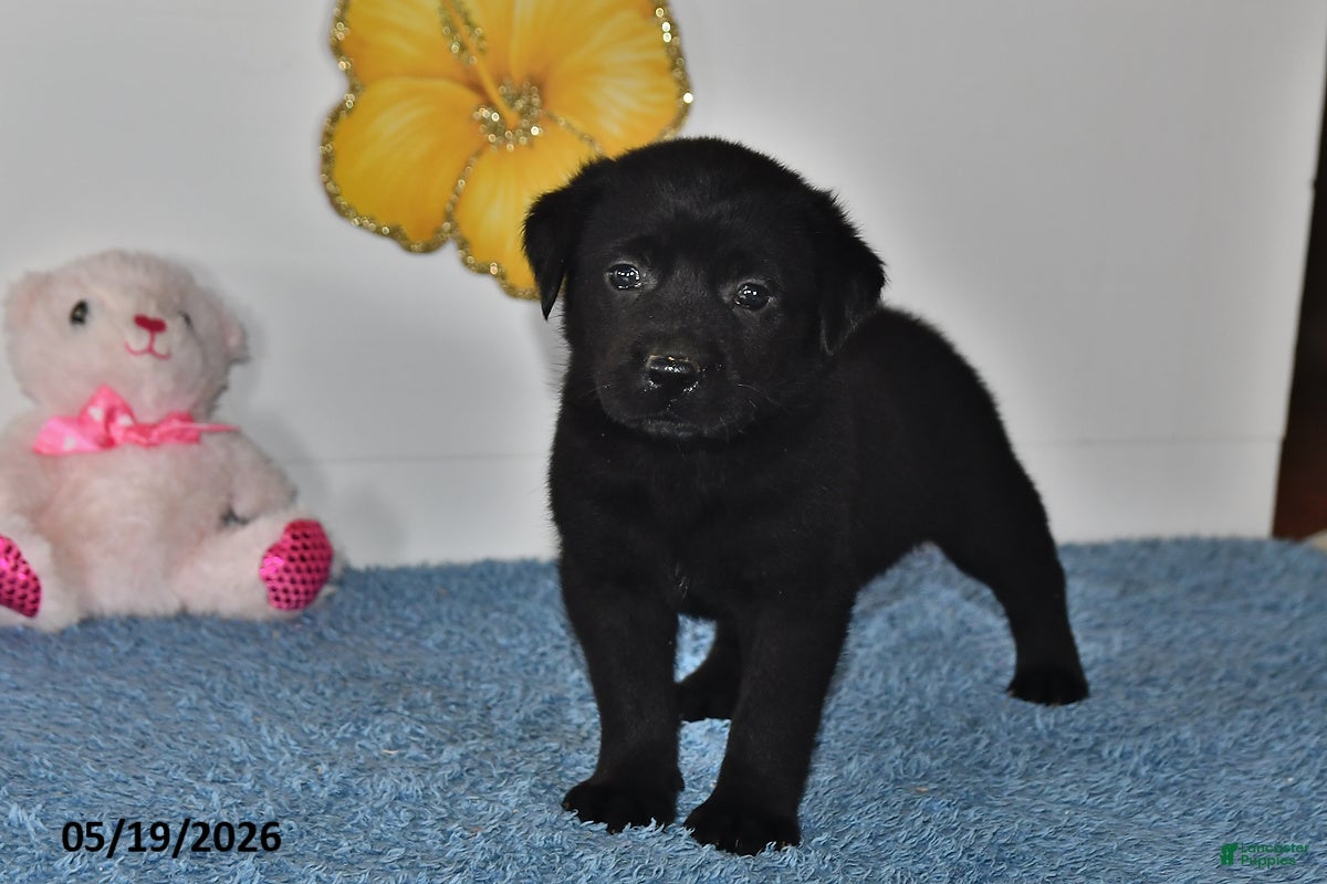 Labrador Retriever dogs Mindy - Ad 1
