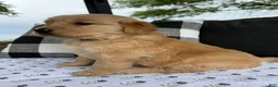 Golden Retriever dogs for sale: Victor - Ad 10