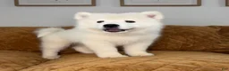 Samoyed dogs for sale: Mickey  - Ad 1