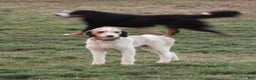 Bernedoodle dogs for sale: Willow  - Ad 10