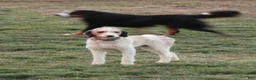 Bernedoodle dogs for sale: Chloe  - Ad 12
