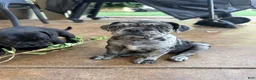 Frug dogs for sale: Frug 1 - Ad 4