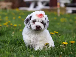 Cockapoo dogs for sale: Violet - Ad 2