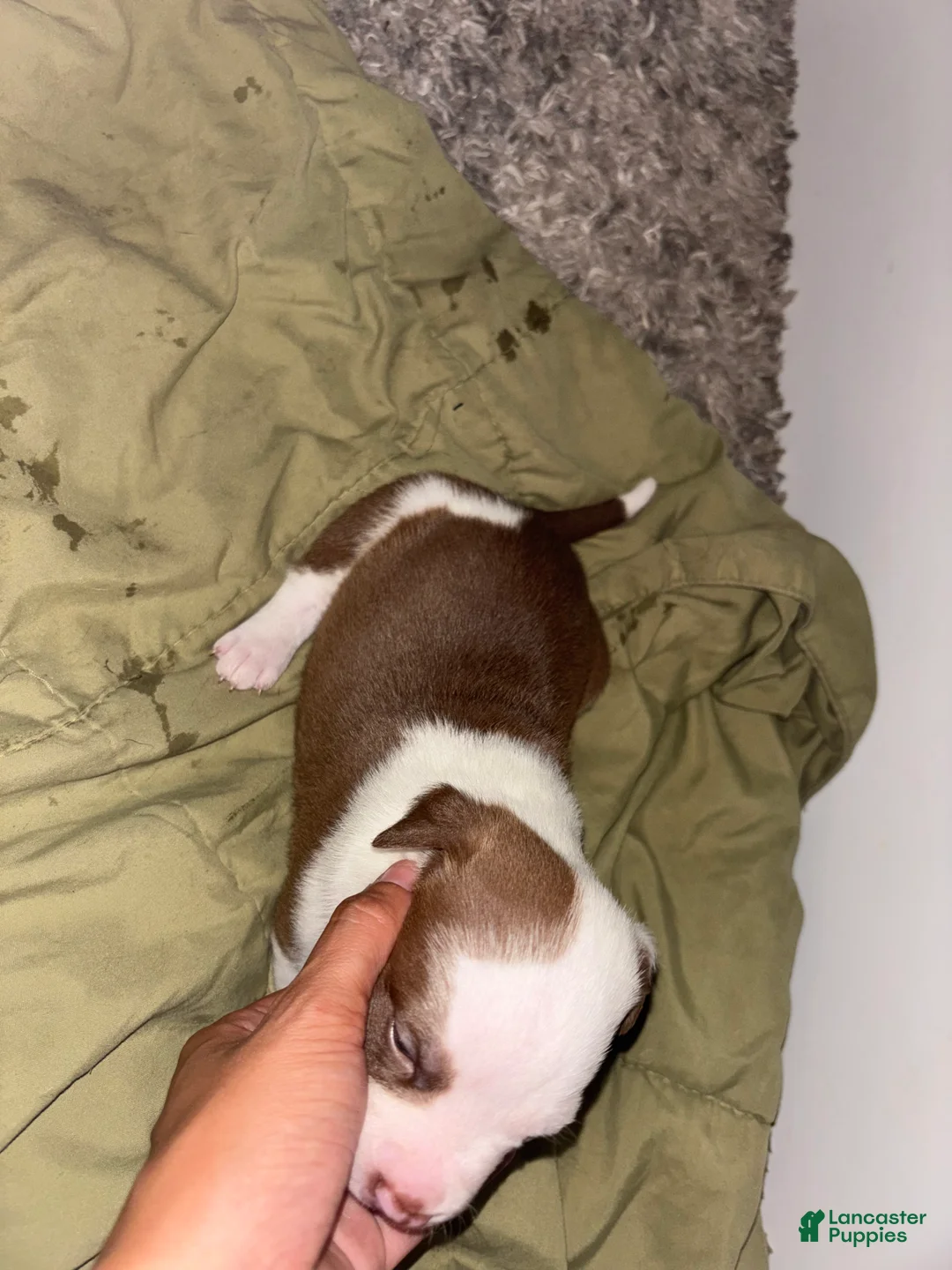 American Bully dogs for sale: Zigzag - Ad 2