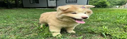 Siberian Husky dogs for sale: RAYA - Ad 15