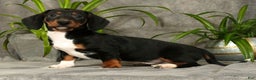 Miniature Dachshund dogs for sale: Skye - Ad 5
