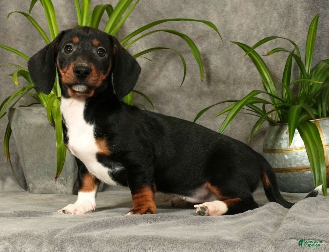 Miniature Dachshund dogs for sale: Skye - Ad 5