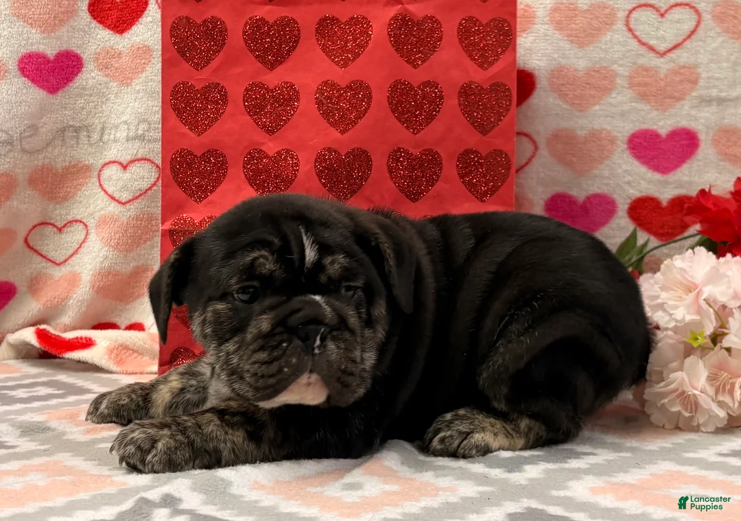 English Bulldog dogs for sale: Snickers  - Ad 4