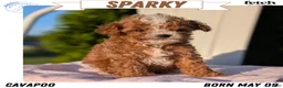 Cavapoo dogs for sale: Sparky - Ad 1