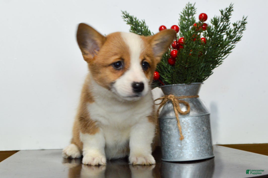 Welsh Corgi Pembroke dogs for sale: Hazel - Ad 3