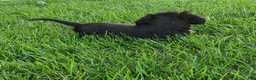 Miniature Dachshund dogs for sale: Frankie  - Ad 7