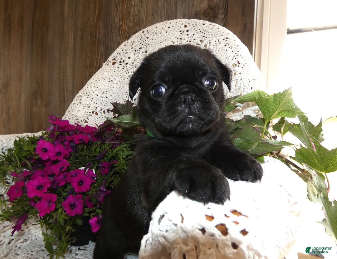 Pug dogs for sale: Pug 1 Rex - Ad 2