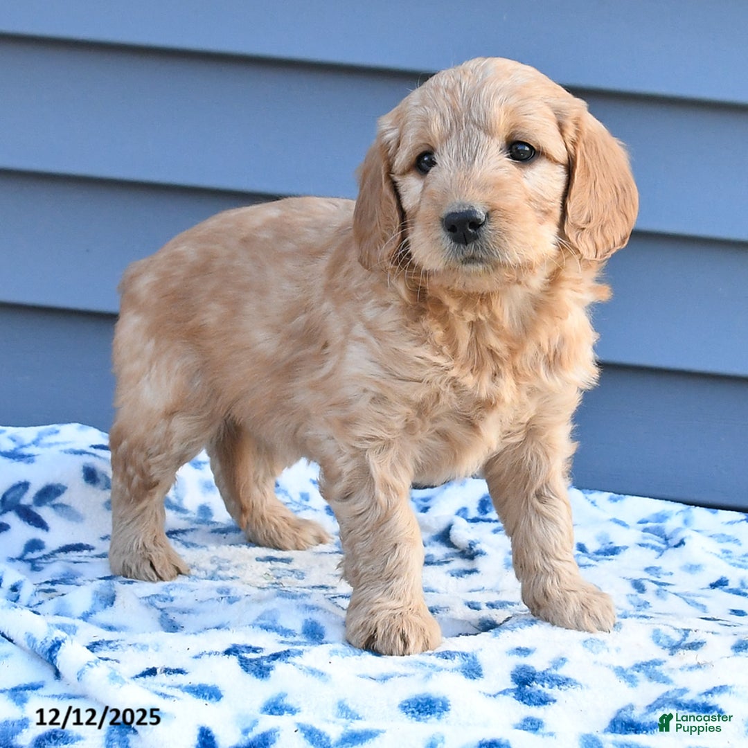 Goldendoodle dogs for sale: Betty   - Ad 3