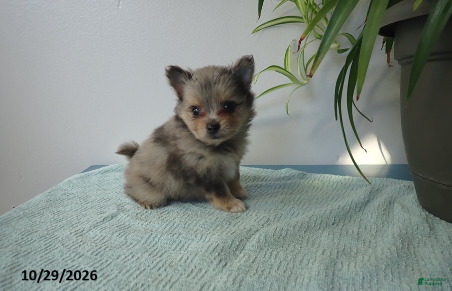 Pomeranian dogs for sale: Truffle - Ad 1