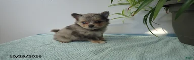 Truffle
