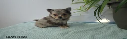Pomeranian dogs for sale: Truffle - Ad 1