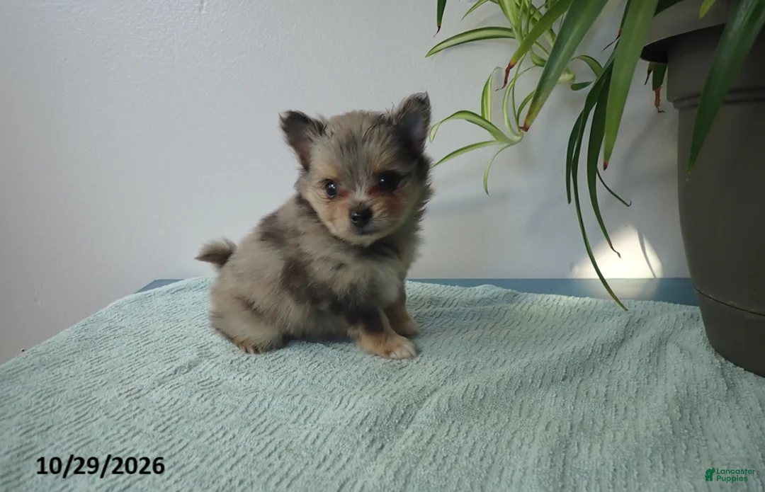 Pomeranian dogs for sale: Truffle - Ad 1