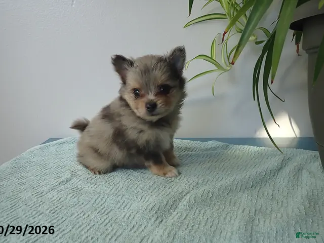 Pomeranian dogs for sale: Truffle - Ad 1
