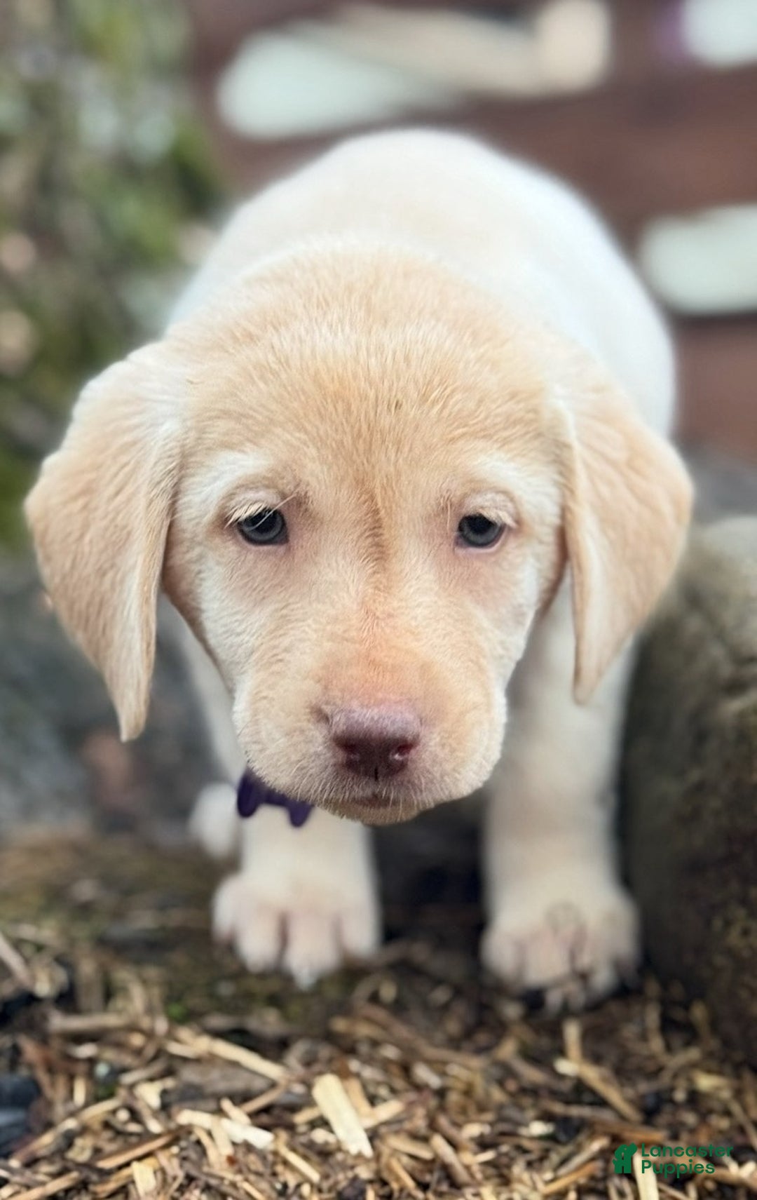 Labrador Retriever dogs for sale: Labrador Retriever Puppy 1 - Ad 4
