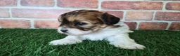 Shihpoo dogs for sale: Ellie - Ad 7