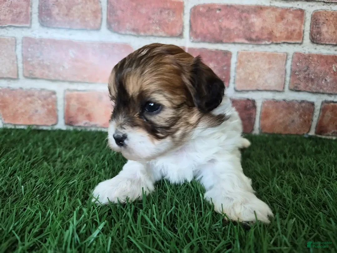 Shihpoo dogs for sale: Ellie - Ad 7